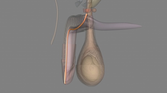 The spongy urethra is the longest part of the male urethra, and is contained in the corpus spongiosum of the penis3d illustration Spongy urethra 3d illustration