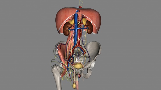 The inner lining of the urinary bladder is a mucous membrane of transitional epithelium that is continuous with that in the ureters 3d illustration
