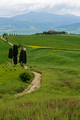 Pienza, Tuscany, Italy - January 24, 2024: Path to hill house through cypress trees and sunrise view of stunning rural landscape of Tuscany, Italy