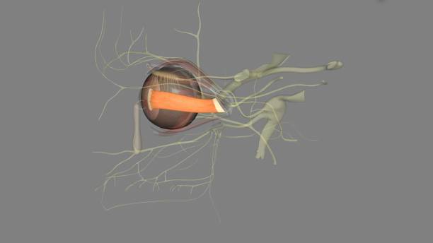 istock The medial rectus is an adductor, and functions along with the lateral rectus which abducts the eye 1957002399