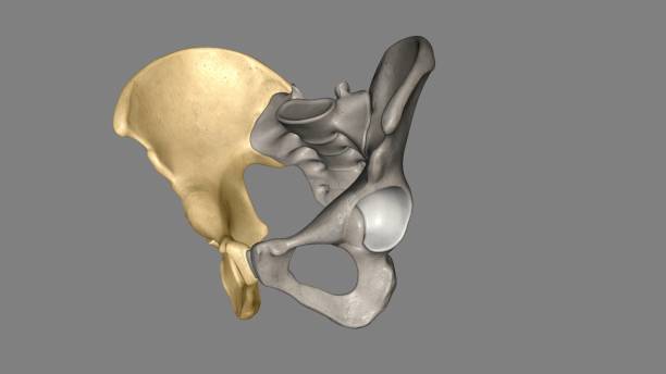 the hip bone is comprised of the three parts; the ilium, pubis and ischium - hip femur ilium pelvis stock-fotos und bilder