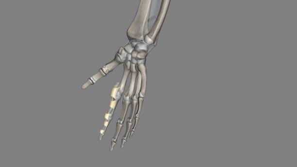 The annular ligament is a complex structure formed from the capsule, lateral collateral ligamentous complex, and supinator muscle that act in unison to stabilize the proximal radioulnar joint 3d illustration