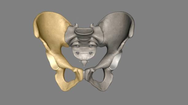 the hip bone is comprised of the three parts; the ilium, pubis and ischium - hip femur ilium pelvis zdjęcia i obrazy z banku zdjęć