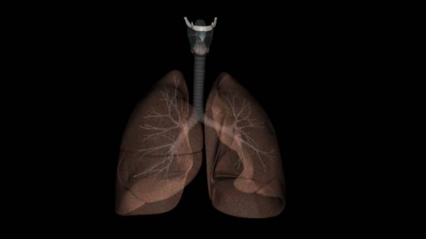 istock The respiratory system is the network of organs and tissues that help you breathe 1957008972