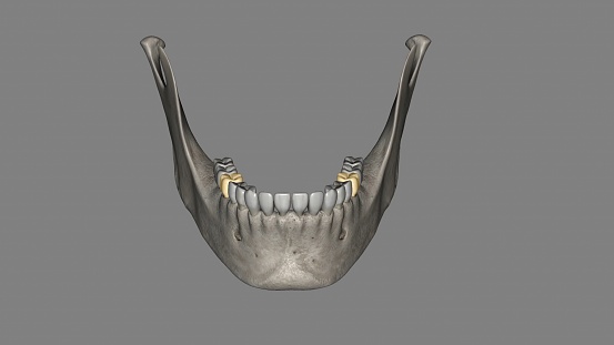 The mandibular first molar usually has two roots, a mesial and a distal photo