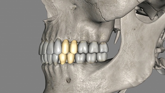 Premolar, Maxillar and Mandibular 3d illustration