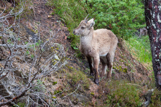 Juvenile Alpine ibex (Capra ibex) at Binntal valley on a steep slope of a mountain in Valais (Switzerland)