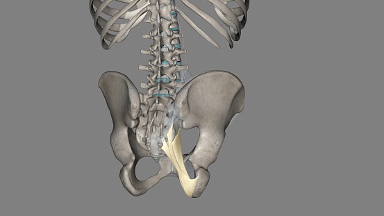 The sacrotuberous ligament (STL) is a stabiliser of the sacroiliac joint and connects the bony pelvis to the vertebral column 3d illustration