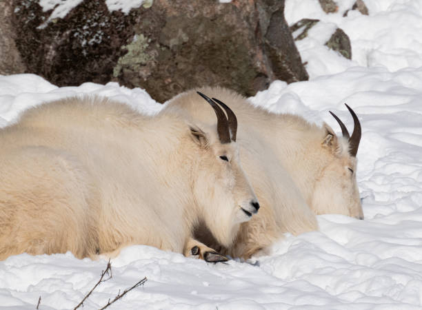 istock Mountain goats
 resting in the snowy terrain, side by side 1957013291