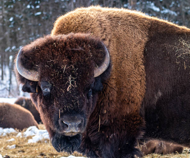 Bison in the snow, Elk island National Park, Alberta, Canada