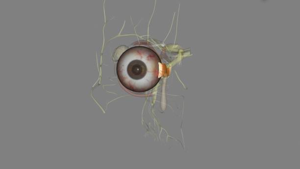 istock The medial rectus is an adductor, and functions along with the lateral rectus which abducts the eye 1957014375