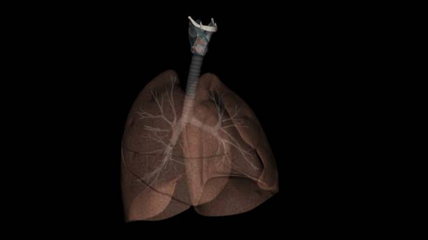 istock The respiratory system is the network of organs and tissues that help you breathe 1957015439