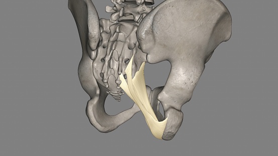 The sacrotuberous ligament (STL) is a stabiliser of the sacroiliac joint and connects the bony pelvis to the vertebral column 3d illustration