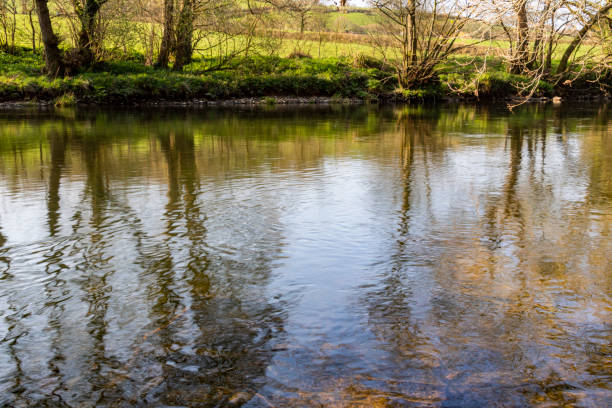 Spring Reflections from the River Bank on the River Torridge Above Taddiport. - fotografia de stock