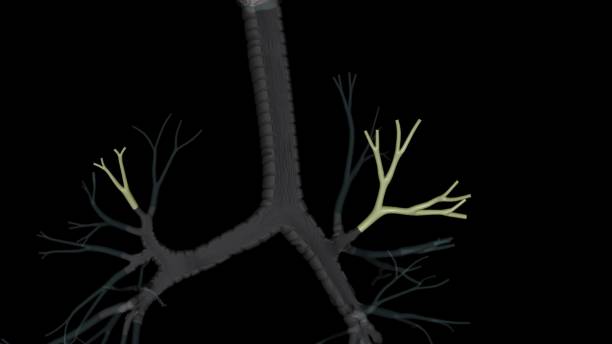 istock Superior lobe Posterior 1957020818