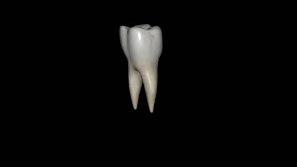 The mandibular first molar usually has two roots, a mesial and a distal 3d illustration