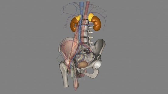 The kidneys are two bean-shaped organs that filter your blood3d illustration Your kidneys are part of your urinary system 3d illustration