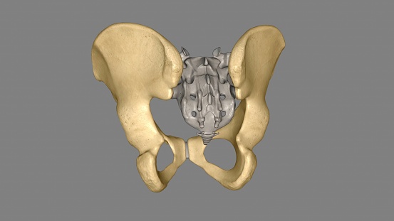 The hip bone is comprised of the three parts the ilium, pubis and ischium 3d illustration