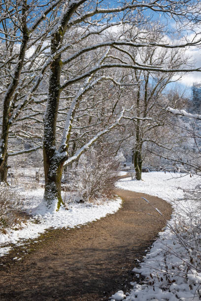 istock Empty, curved footpath in snow covered forest scene, no people 1957028747