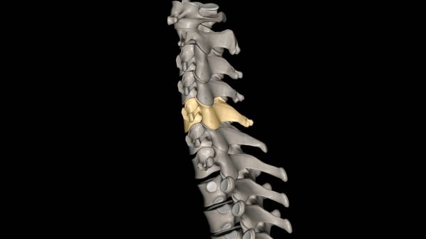 c5 provides sensation to the upper part of your upper arm down to your elbow - c5 zdjęcia i obrazy z banku zdjęć