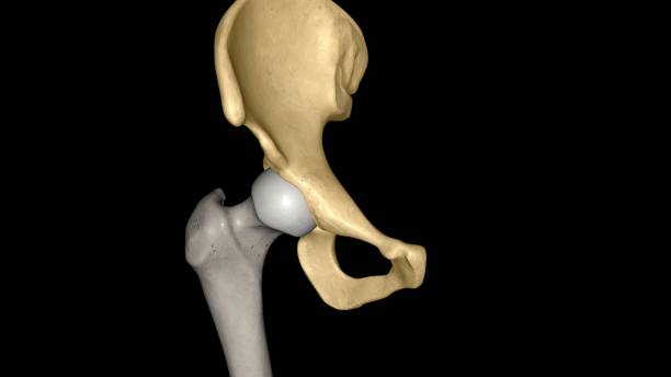 the hip bone is comprised of the three parts; the ilium, pubis and ischium - hip femur ilium pelvis stock-fotos und bilder