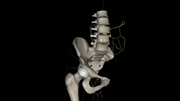 mesenteric lymphatic vessels play a critical role in intestinal interstitial fluid balance - interstitial zdjęcia i obrazy z banku zdjęć