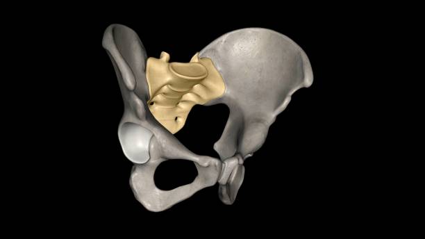 istock The sacrum is the triangular bone just below the lumbar vertebrae 1957034726