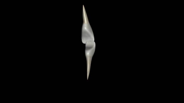 Lateral Incisor, Maxillar and Mandibular 3d illustration