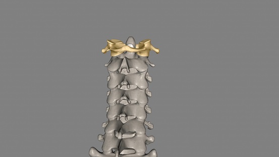 The atlas (plural: atlases) is the first cervical vertebra, commonly called C1 3d illustration