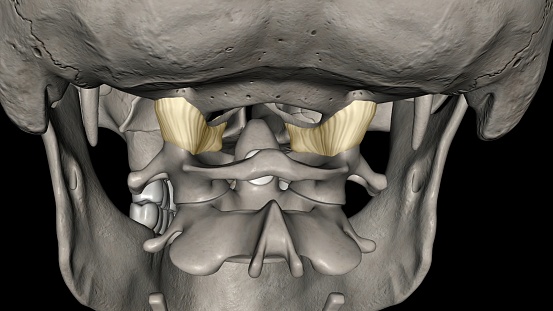 Capsule of Atlanto occipital joint 3d illustration