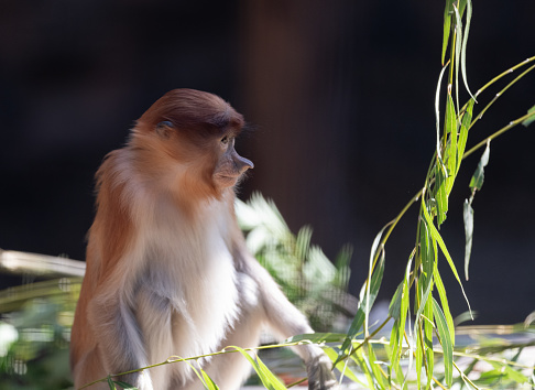 proboscis monkey