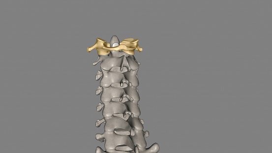 The atlas (plural: atlases) is the first cervical vertebra, commonly called C1 3d illustration