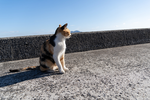 Feral Cat in Firá on Santorini Caldera in South Aegean Islands, Greece