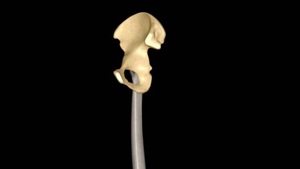 the hip bone is comprised of the three parts; the ilium, pubis and ischium - hip femur ilium pelvis stock-fotos und bilder