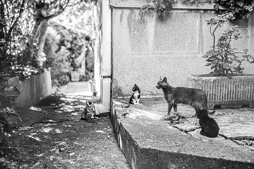 Group of cats by the house outdoors.