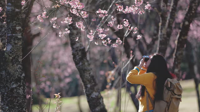 Woman hiking alone and taking photo on a peaceful cherry blossom in the surrounded by green trees and nature