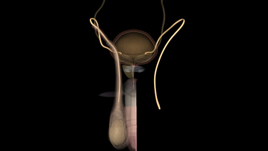 ductus deferens, also called vas deferens, thick-walled tube in the male reproductive system that transports sperm cells from the epididymis