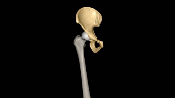 the hip bone is comprised of the three parts; the ilium, pubis and ischium - hip femur ilium pelvis zdjęcia i obrazy z banku zdjęć