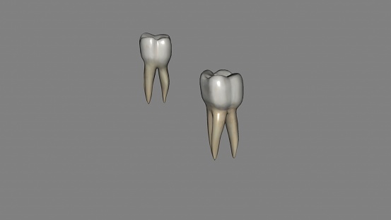 The mandibular second molar resembles the mandibular first permanent molar, except that the primary tooth is smaller in all its dimensions 3d illustration