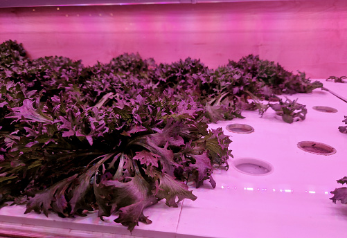 growing in hydroponics greenhouse with purple led light. infrared photosynthetic lighting growing lettuce and herbs in boxes. hygienic food grown with artificial fertilizers does not taste good, aeroponic, in vitro plant, infrared light, substrate, artificial, space, base