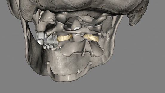 Capsule of lateral Atlanto axial joint 3d illustration