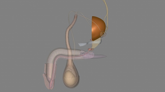 The detrusor muscle remains relaxed to allow the bladder to store urine, and contracts during urination to release urine 3d illustration