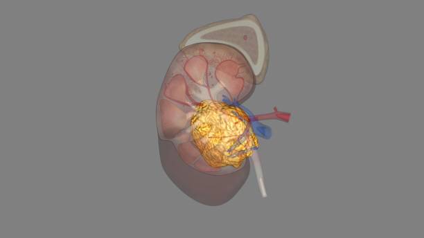 istock Fat renal sinus Adeps Sinus Renalis 1957059061