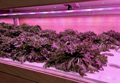 growing in hydroponics greenhouse with purple led light. infrared photosynthetic lighting growing lettuce and herbs in boxes. hygienic food grown with artificial fertilizers does not taste good, aeroponic, in vitro plant, infrared light, substrate, artificial, space, base