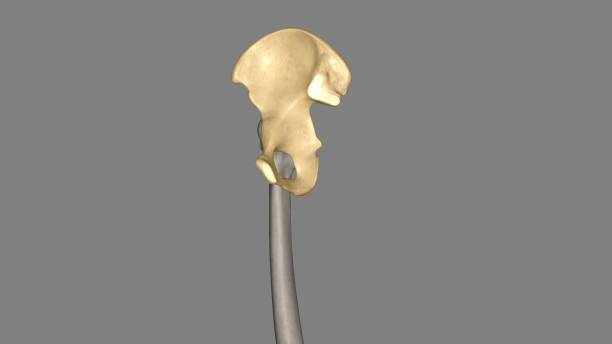 the hip bone is comprised of the three parts; the ilium, pubis and ischium - hip femur ilium pelvis stock-fotos und bilder