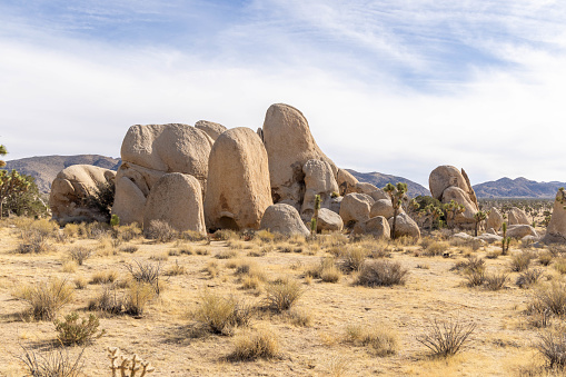 Joshua Tree National Park in California. The cloudy sunset was shot just after a big thunderstorm that generated also small floods. This situations leaded to a breathtaking cloudy sky that took fire during the sunset. Photo is taken with a wide angle lens. The Yucca brevifolia is the iconic tree of this park, inside the Mojave Desert. The rock in the picture is Old Woman Rock, a famous climbing point.