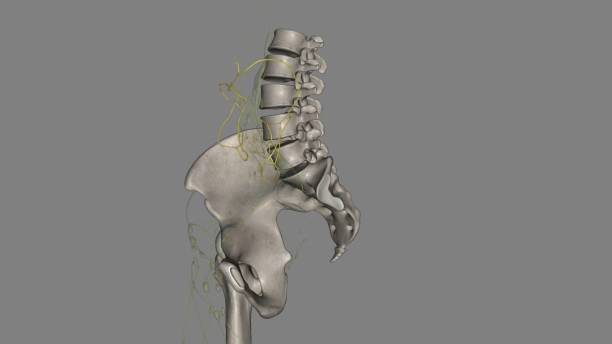 mesenteric lymphatic vessels play a critical role in intestinal interstitial fluid balance - interstitial zdjęcia i obrazy z banku zdjęć