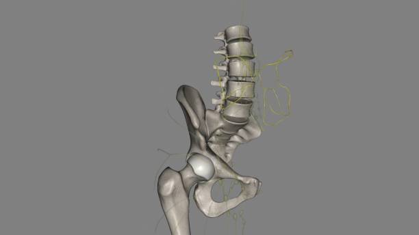 mesenteric lymphatic vessels play a critical role in intestinal interstitial fluid balance - interstitial 뉴스 사진 이미지