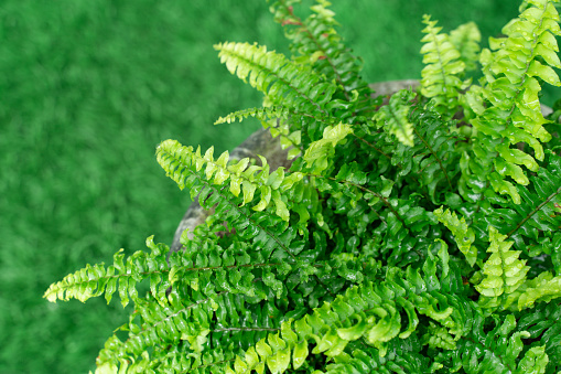 Polypodiophyta ferns grow abundantly in tropical gardens. Types of ferns
