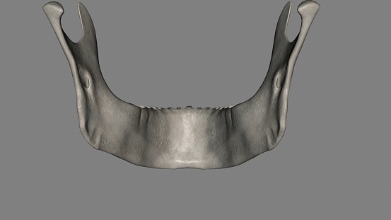 The mandible, located inferiorly in the facial skeleton, is the largest and strongest bone of the face 3d illustration